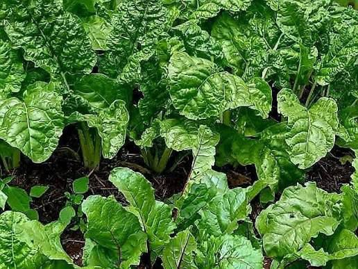 Fresh Spinach — bunch