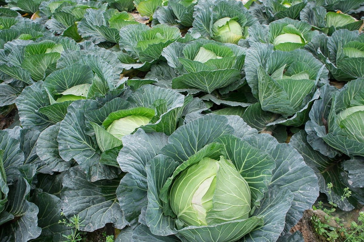 Green Cabbage — per head