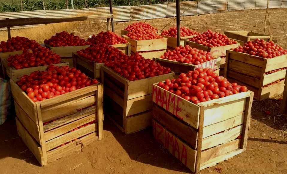 Fresh Tomatoes — 5kg crate