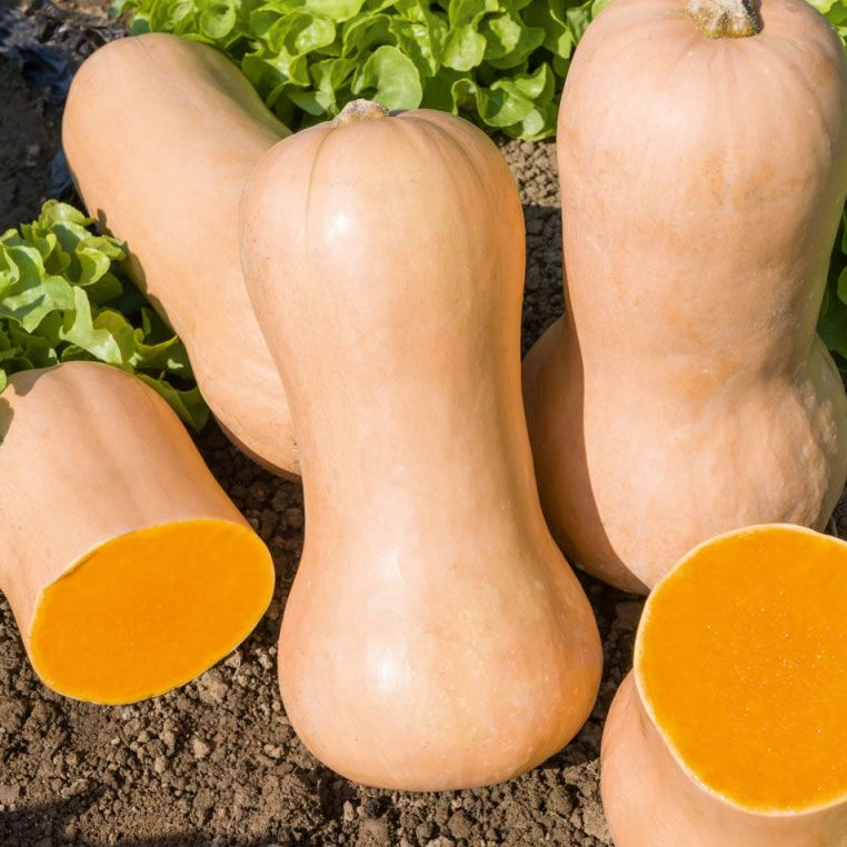 Butternut — per kg